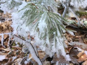 Hoarfrost on pine Jesses Cove Trail Watoga State Park