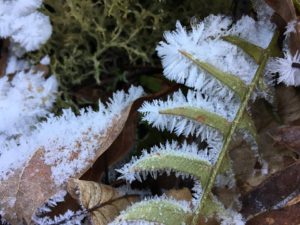 Hoarfrost found along Jesses Cove Trail Watoga State Park