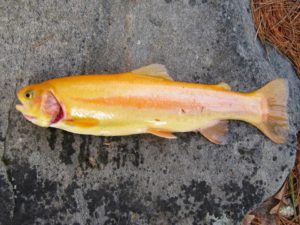 Golden Rainbow Trout found at Watoga State Park