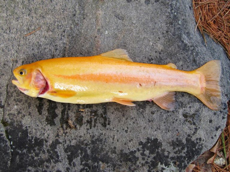 golden rainbow trout golden rainbow trout