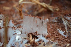 Ice Needles form in soil along Allegheny Trail Watoga State Park