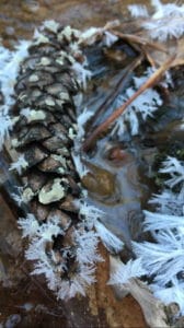 Ice Crystals on Pine Cone Dragons Draft Trial Watoga State Park