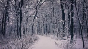 Stopping by Woods on a Snowy Evening