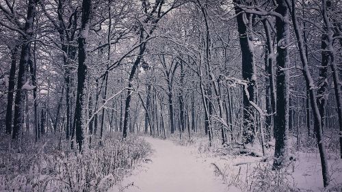 Stopping by Woods on a Snowy Evening -