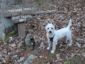 Bongo, Ken's canine companion on the trail at Watoga State Park