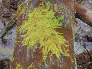 Mossy log at Watoga State Park