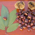 Chestnut leaves, chestnuts and husks