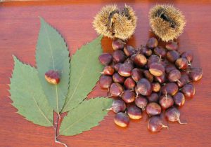 Chestnut leaves, chestnuts and husks