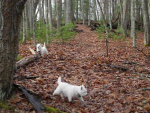 Bongo and Daisy looking for Old Growth at Watoga State Park