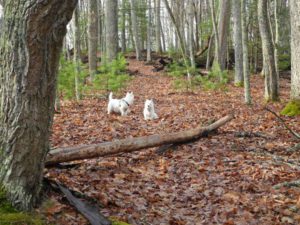 Bongo and Daisy on the Honeybee Trail Watoga State Park