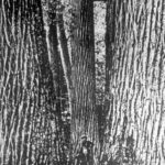 Early settler amongs giant Chestnut trees