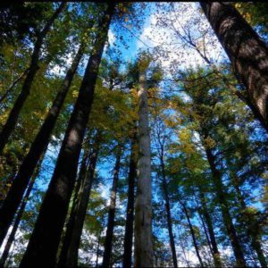 old growth forest canopy Watoga part of Old Growth Forest Netword