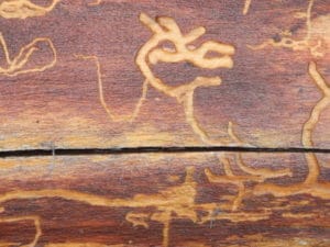 Feeding Trails of Emerald Ash Borer