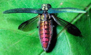 Emerald Ash Borer