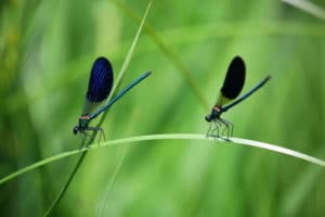 Dragon Flies