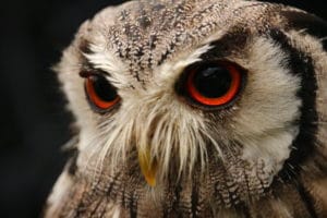 Portrait of an owl