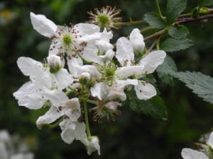 Black Raspberry Bloom