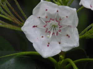 Mountain Laurel Bloom