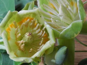 Tulip Tree Bloom