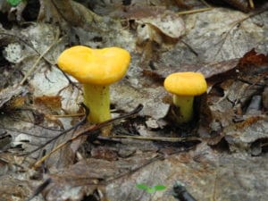 First chanterelle of the season