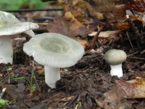 Quilted Russula