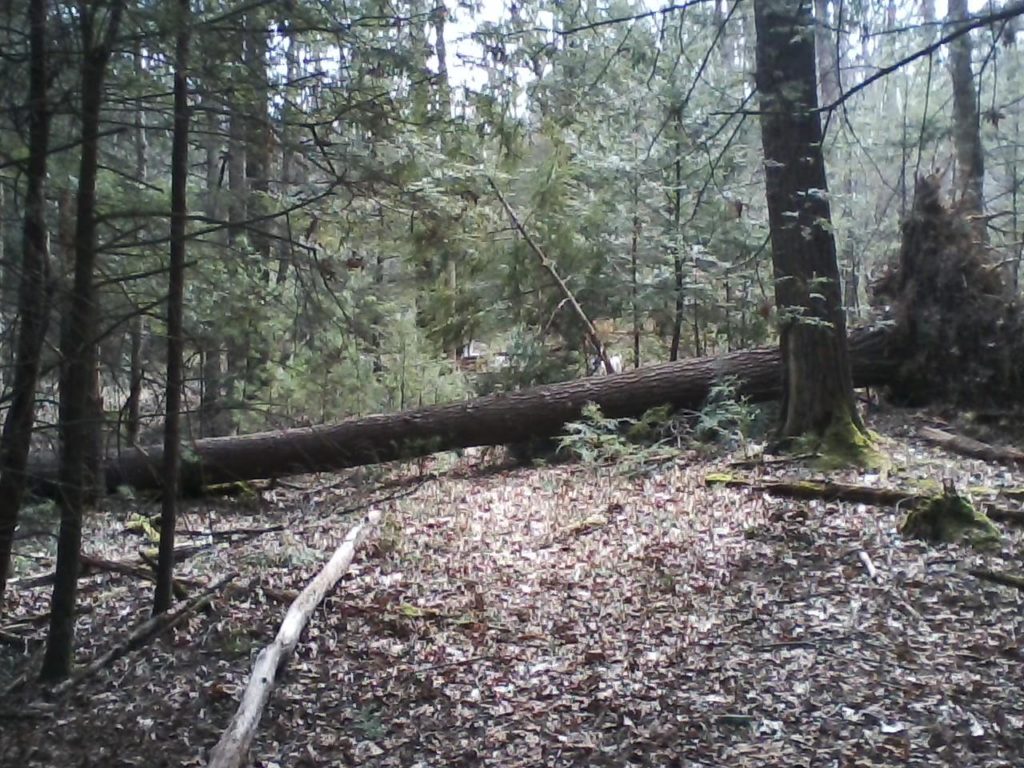 Large White Pine across the 5K Trail at Watoga State Park