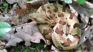 Copperhead snake