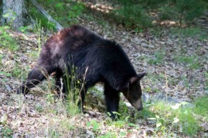 Untold Story of the Black bear at Watoga State Park