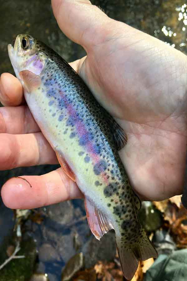 A West Virginia angler displays a wild rainbow trout caught with a fly rod on November 8, 2018 at Whites Run, a tributary of Seneca Creek, Pendleton County, WV | 📸: @mountainstatenatives