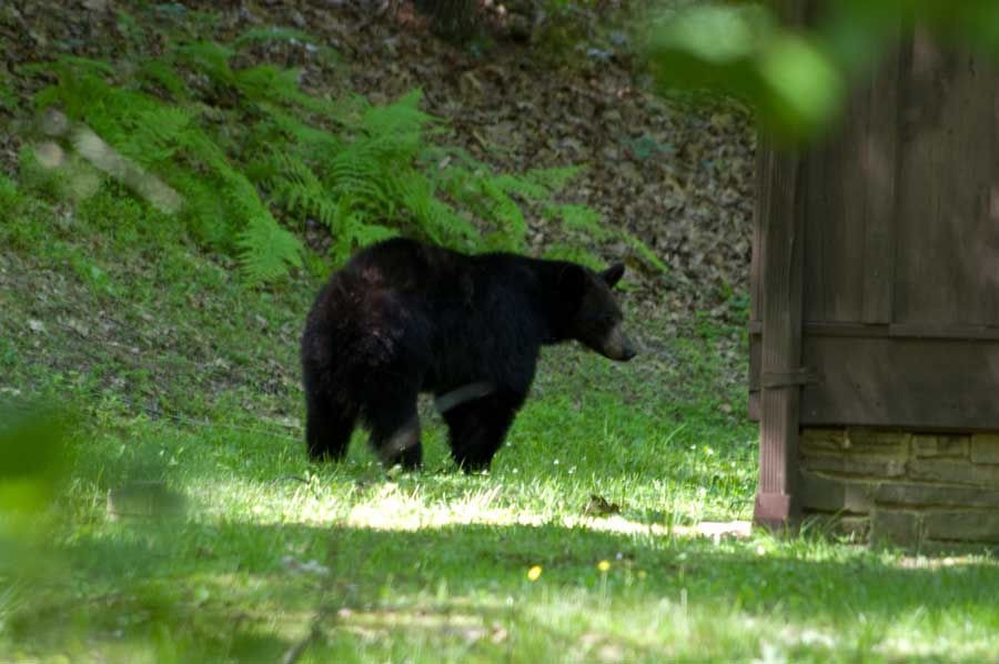 Large black bear turns the corner of Cabin 12 at Watoga State Park near Marlinton, West Virginia in June 2014. The black bear is West Virginia's state animal. Photo by Stanley Clark.