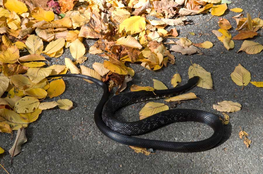 A curling black snake on a fall day at Cacapon State Park, Berkeley Springs, West Viriginia. | 📸: @clark.stan