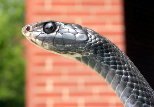 Profile of the head of a black snake, Durham County, North Carolina. | 📸: Patrick Coin