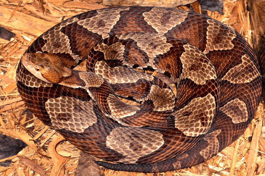 Copperheads mostly lie still, oftentimes in a curled or twisted position. The northern copperhead is a venomous pit viper subspecies in the eastern U.S. | 📸: U.S. Centers for Disease Control