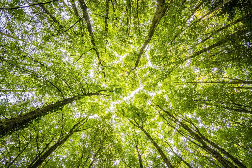 photo of light in trees