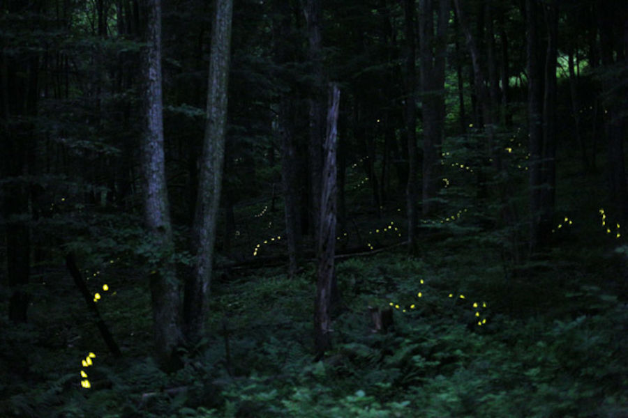 The majesty of firelies (Photinus Carolinus) in Pennsylvania in 2013. Photo courtesty of Radim Schreiber©; FireflyExperience.org, as published at https://commons.wikimedia.org./w/index.php?curid=28965546