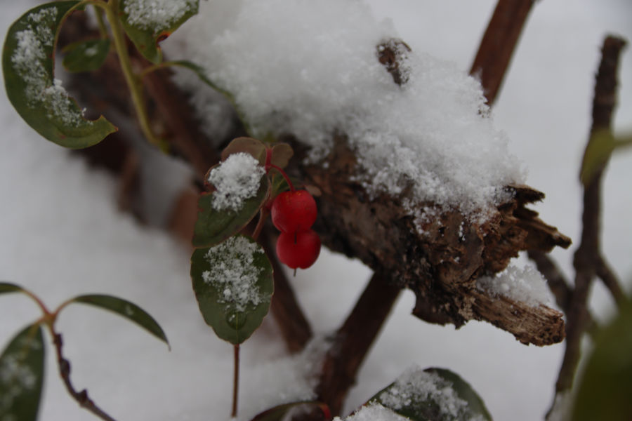 Eastern teaberries (Gaultheria procumbens) along the north branch of Buckhorn Trail. The bright red seems even brighter against the backdrop of snow. Photo by Angela Hill©.