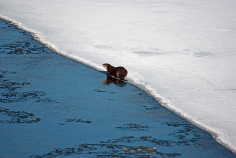 An otter along the banks of the Greenbrier River near Watoga State Park. Note the natural color of the river in this winter scene. The water is of a rich blue hue with the otter at the end of the river on a snow-packed surface.Photo by Stanley Clark©.