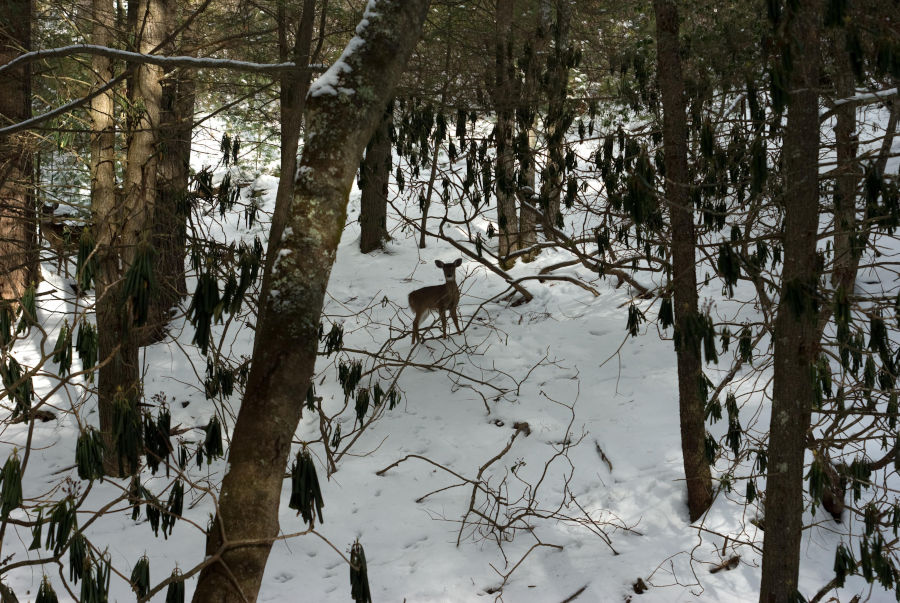 Watoga State Park photos depict a deer in a snowy scene amongst a backdrop of freshly fallen snow. Photo by Stanley Clark©.