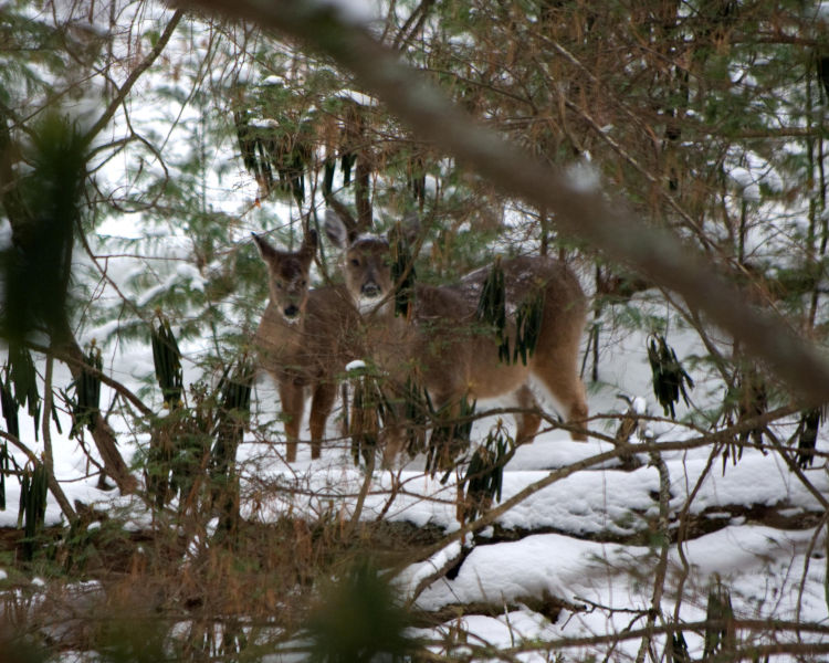 A buck and a doe glance through the forest at the photographer as if they are posing for the winter snapshot near a stream with snow all around. Photo by Stanley Clark©.