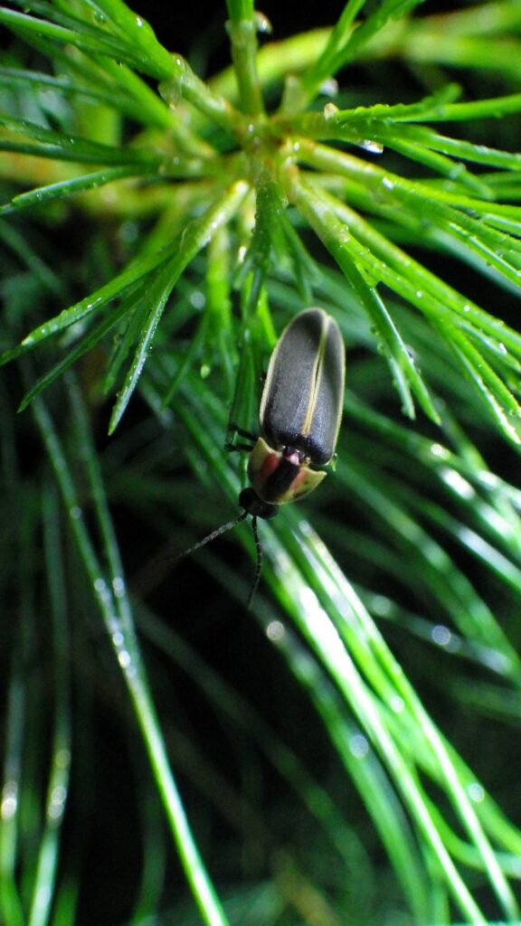 In a secluded area at Watoga, a synchronous firefly (Photinus carolinus) pauses before liftoff to search for a mate. Photo by Tiffany Beachy©.