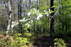 Dogwood blooming over Monongaseneka Trail, a sure sign it's time to take some spring photos at Watoga.