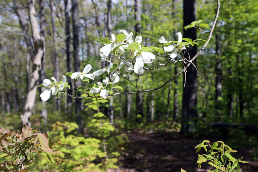 Naturalist Notes by Kayla may tell you more than you want to know about dogwood, and then some. Photo by Angie Hill