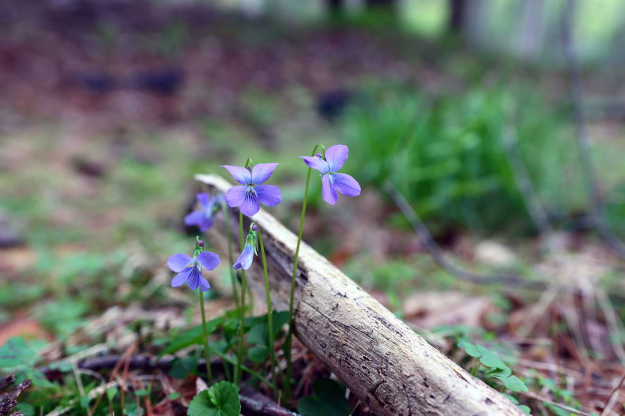 Blue Marsh Violet.  Found this little beauty near the pool towards the Lake Trail.  I love photographing flowers near dead trees/dried wood.