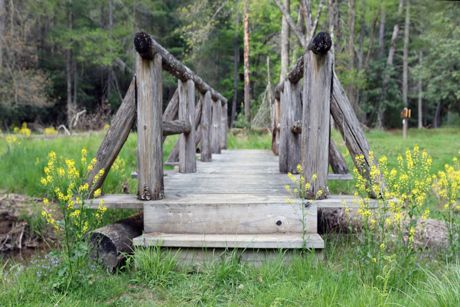 Bridge near the pool on the trail going to the lake. Loved the yellow mustard around the bridge.