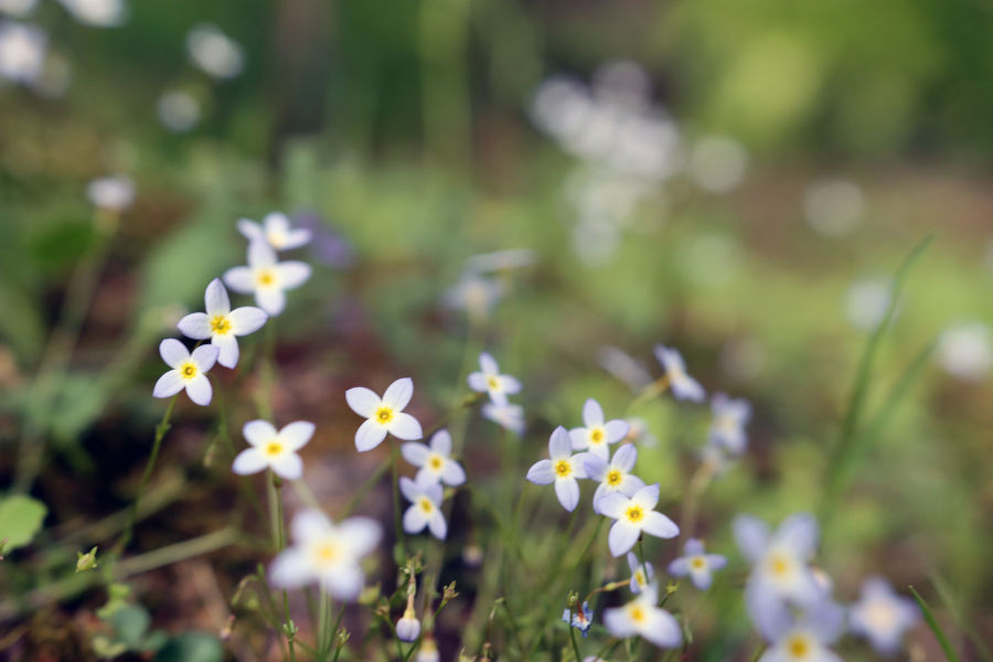 Bluets near the lake trail