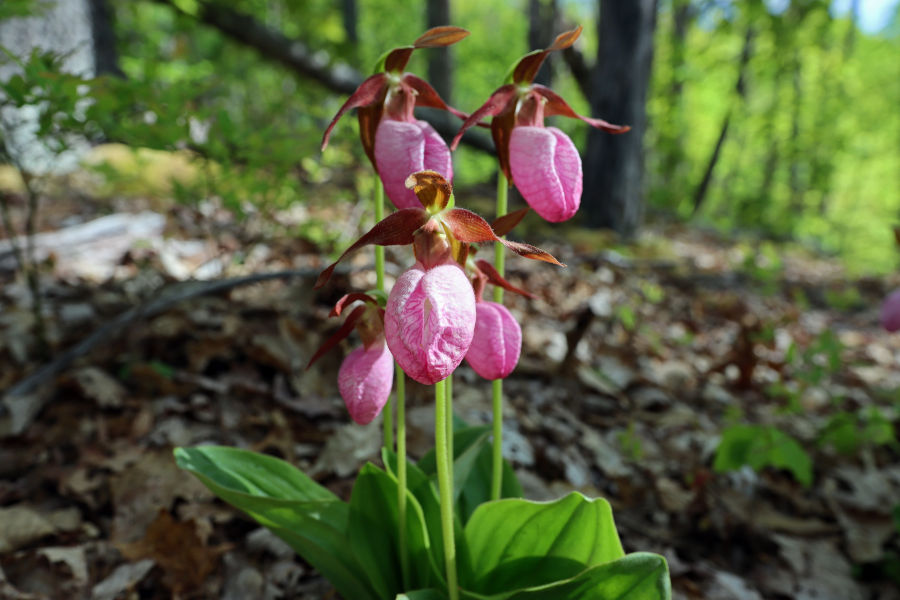 Pink Lady's Slippers. I call these "jewels of the woods". They are a rare find and protected.  If you find these beauties in the woods, please don't pick or dig them.  