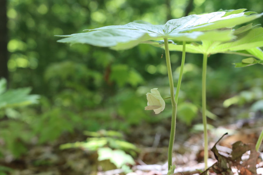 May Apple on the North Boundary Trail. It's always a challenge to photograph these flowers as they have the protective leaves acting as an umbrella and blocking the light.