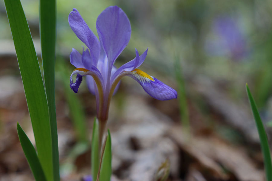 Spring photos of various flowers in Watoga. This is a Dwarf violet iris on the Bear Pen Trail.