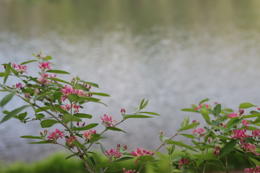 Honeysuckle by the lake.