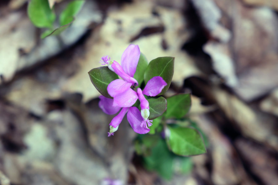 Fringed Polygala, also known as Gaywings located on the Lakeside Trail and also on the Bear Pen Trail.